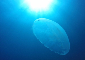 夏の積丹